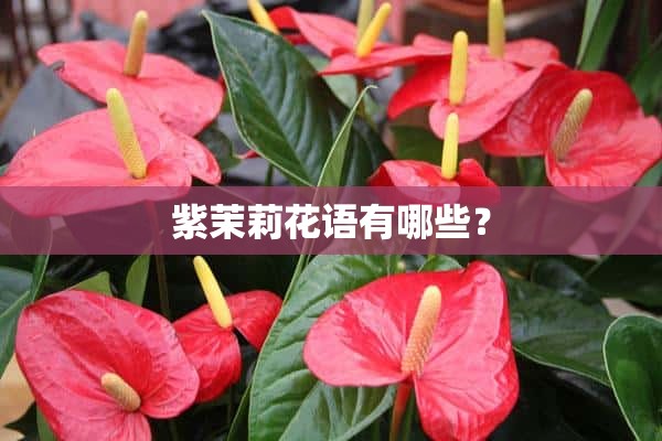 紫茉莉花语有哪些？