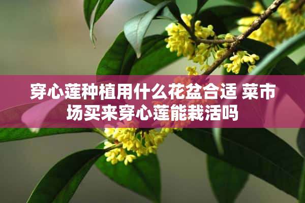 穿心莲种植用什么花盆合适 菜市场买来穿心莲能栽活吗