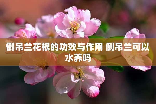 倒吊兰花根的功效与作用 倒吊兰可以水养吗