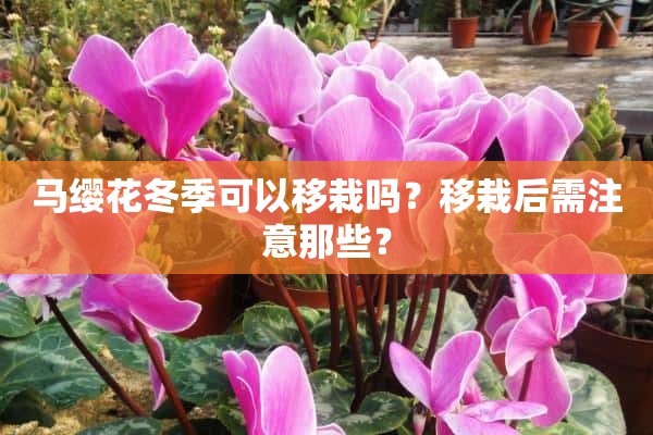 马缨花冬季可以移栽吗？移栽后需注意那些？