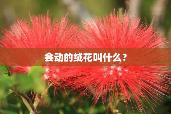 会动的绒花叫什么？