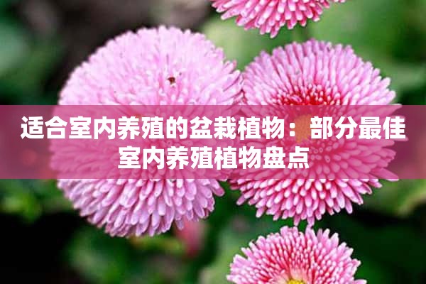 适合室内养殖的盆栽植物：部分最佳室内养殖植物盘点