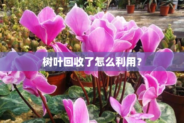 树叶回收了怎么利用？