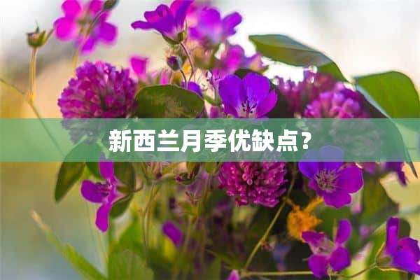 新西兰月季优缺点？