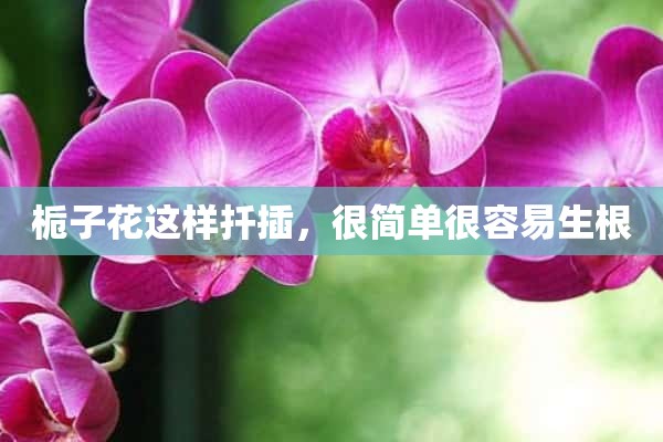 栀子花这样扦插，很简单很容易生根