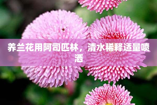 养兰花用阿司匹林，清水稀释适量喷洒