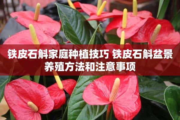 铁皮石斛家庭种植技巧 铁皮石斛盆景养殖方法和注意事项