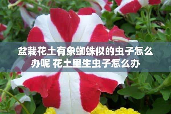 盆栽花土有象蜘蛛似的虫子怎么办呢 花土里生虫子怎么办