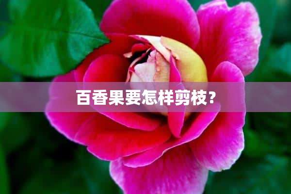 百香果要怎样剪枝？