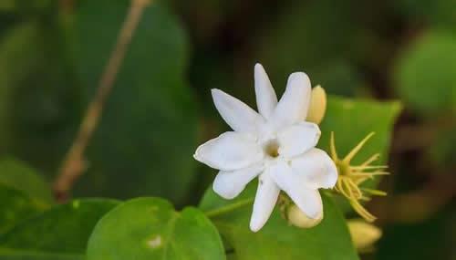 茉莉花怎么修剪枝叶？