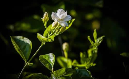 茉莉花怎么修剪枝叶？