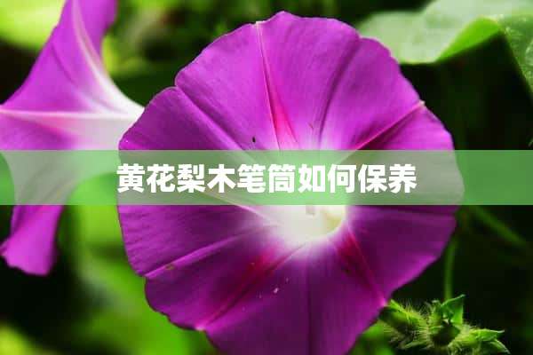 黄花梨木笔筒如何保养