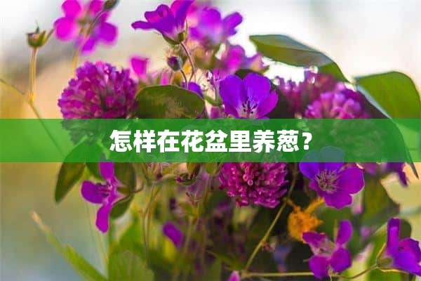 怎样在花盆里养葱？