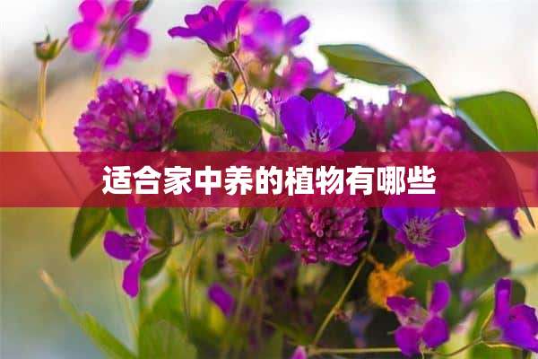 适合家中养的植物有哪些