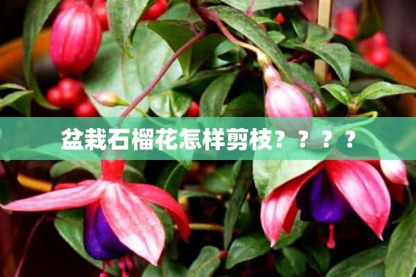 盆栽石榴花怎样剪枝？？？？