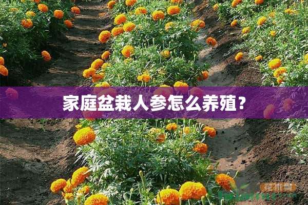 家庭盆栽人参怎么养殖？