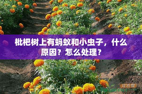 枇杷树上有蚂蚁和小虫子，什么原因？怎么处理？