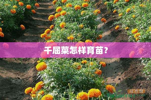 千屈菜怎样育苗？