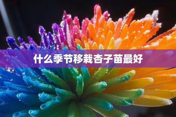 什么季节移栽杏子苗最好