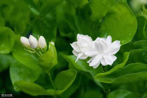 怎么样才能让茉莉花出的花苞多开花多呢？