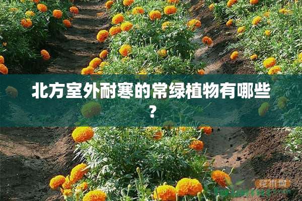 北方室外耐寒的常绿植物有哪些？