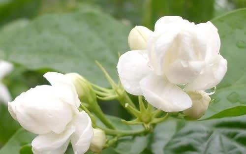 怎么样才能让茉莉花出的花苞多开花多呢？