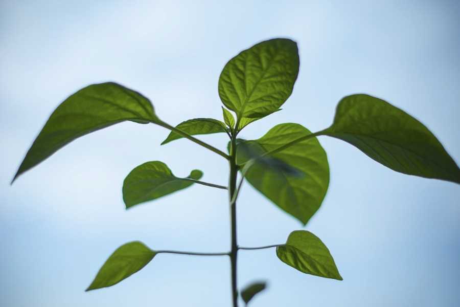 植物收到氟害的典型症状有什么？