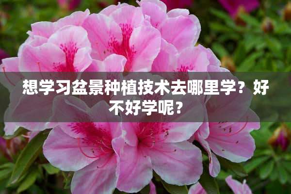 想学习盆景种植技术去哪里学？好不好学呢？