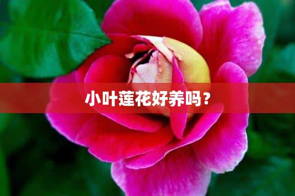 小叶莲花好养吗？