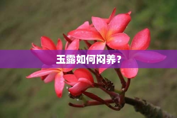 玉露如何闷养？