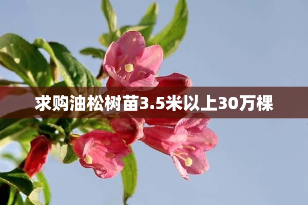 求购油松树苗3.5米以上30万棵