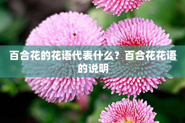 百合花的花语代表什么？百合花花语的说明