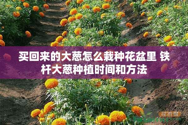 买回来的大葱怎么栽种花盆里 铁杆大葱种植时间和方法