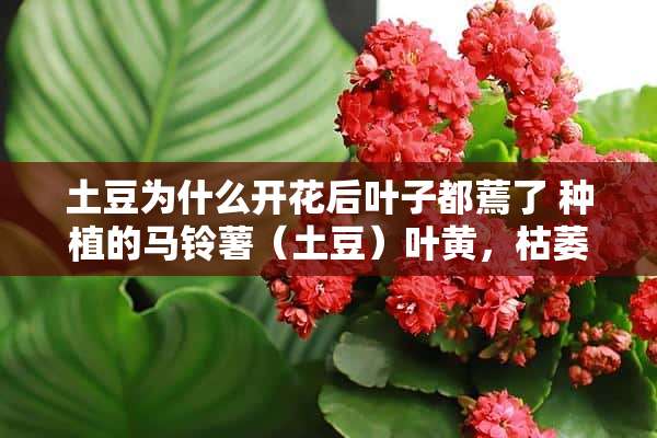 土豆为什么开花后叶子都蔫了 种植的马铃薯（土豆）叶黄，枯萎要怎么办