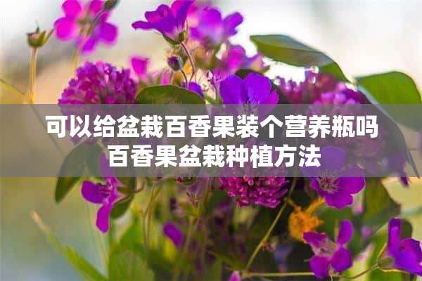 可以给盆栽百香果装个营养瓶吗 百香果盆栽种植方法