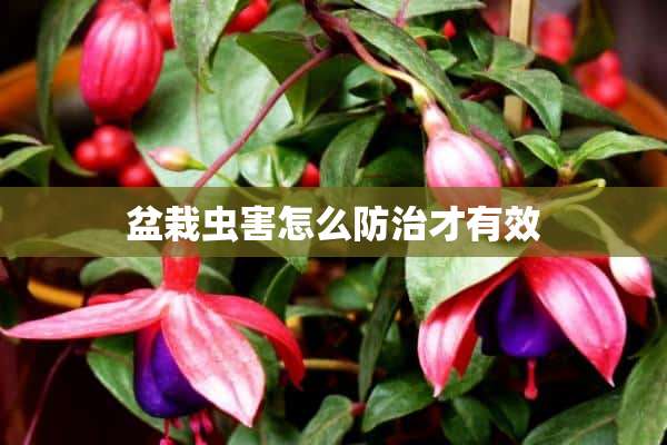 盆栽虫害怎么防治才有效