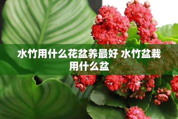 水竹用什么花盆养最好 水竹盆栽用什么盆