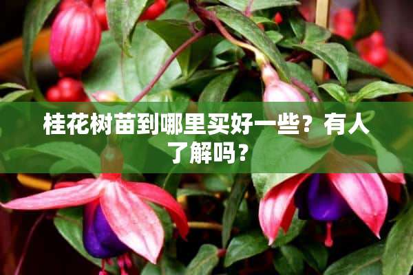 桂花树苗到哪里买好一些？有人了解吗？