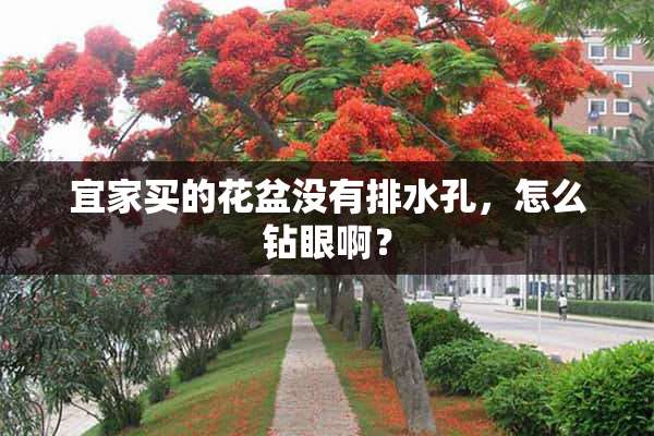 宜家买的花盆没有排水孔，怎么钻眼啊？