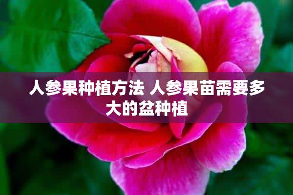 人参果种植方法 人参果苗需要多大的盆种植