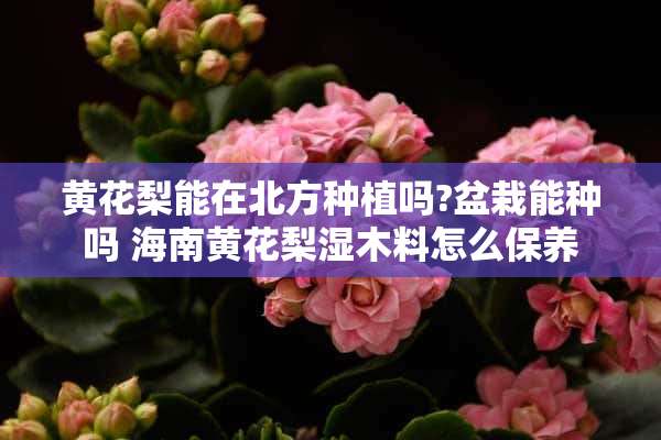 黄花梨能在北方种植吗?盆栽能种吗 海南黄花梨湿木料怎么保养