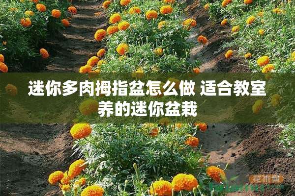 迷你多肉拇指盆怎么做 适合教室养的迷你盆栽