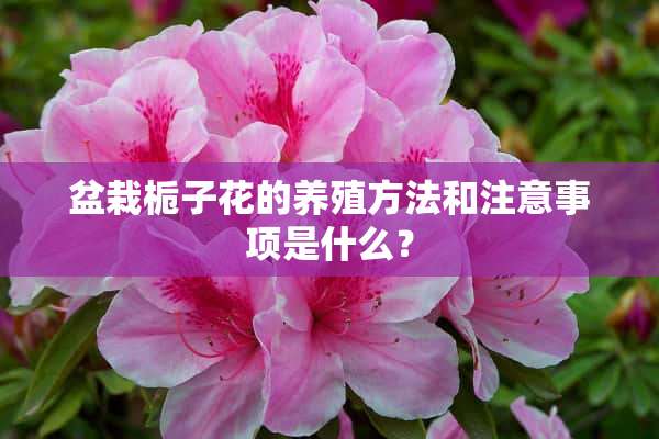 盆栽栀子花的养殖方法和注意事项是什么？