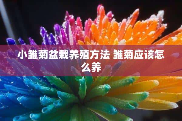 小雏菊盆栽养殖方法 雏菊应该怎么养