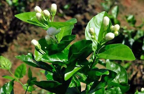 茉莉花叶子发黄没花苞怎么办？