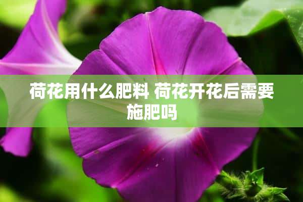 荷花用什么肥料 荷花开花后需要施肥吗