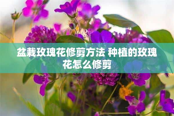 盆栽玫瑰花修剪方法 种植的玫瑰花怎么修剪