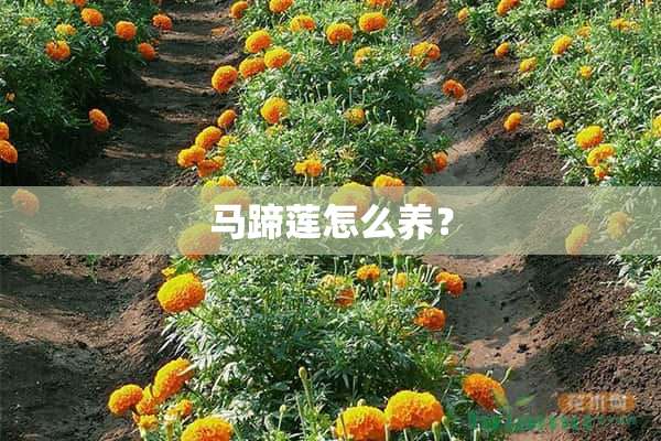 马蹄莲怎么养？