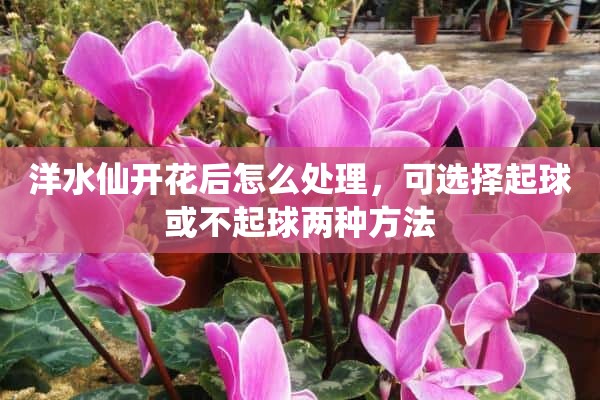 洋水仙开花后怎么处理，可选择起球或不起球两种方法