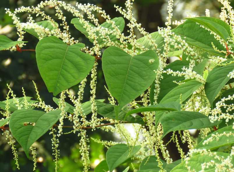 大马蓼是什么植物，有哪些形态特点?